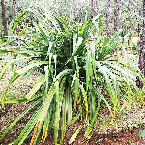 Pandanus glaucocephalus unspecified picture