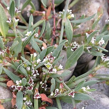 Polygonum oxyspermum unspecified picture