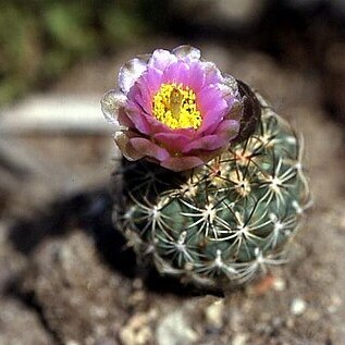 Sclerocactus wetlandicus unspecified picture