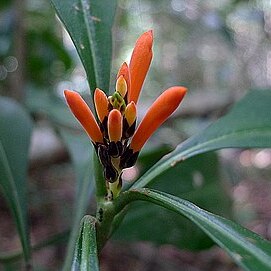 Aphelandra nitida unspecified picture