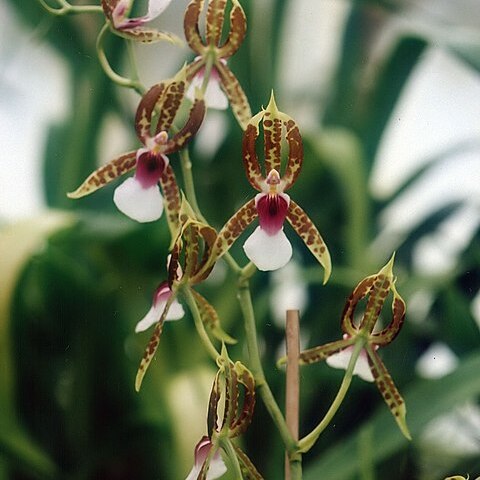 Oncidium schroederianum unspecified picture