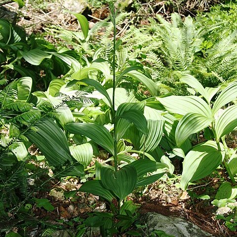 Veratrum oxysepalum unspecified picture