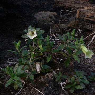 Campanula bravensis unspecified picture