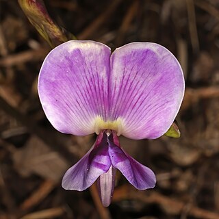 Lablab purpureus subsp. uncinatus unspecified picture