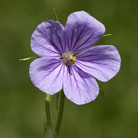 Erodium gruinum (l.) l'hér. unspecified picture