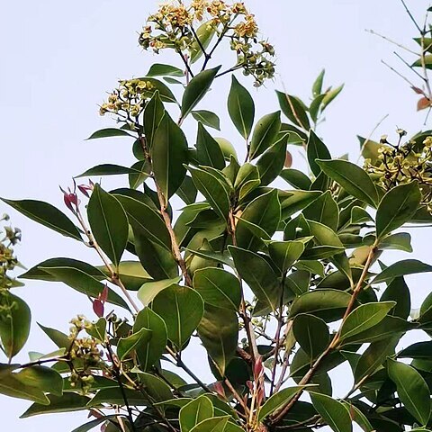 Syzygium formosanum unspecified picture