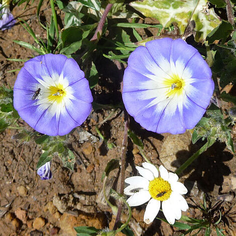 Convolvulus meonanthus unspecified picture