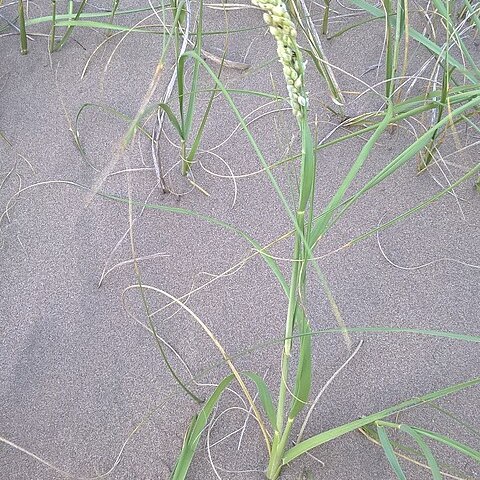 Panicum racemosum unspecified picture