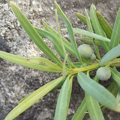 Podocarpus l'hér. ex unspecified picture