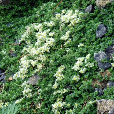 Paronychia kapela subsp. serpyllifolia unspecified picture