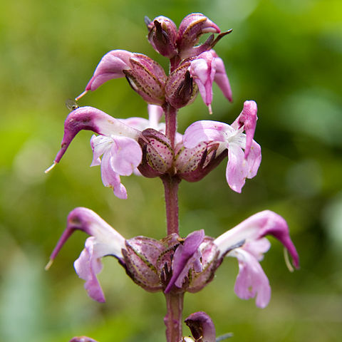 Pedicularis chamissonis unspecified picture