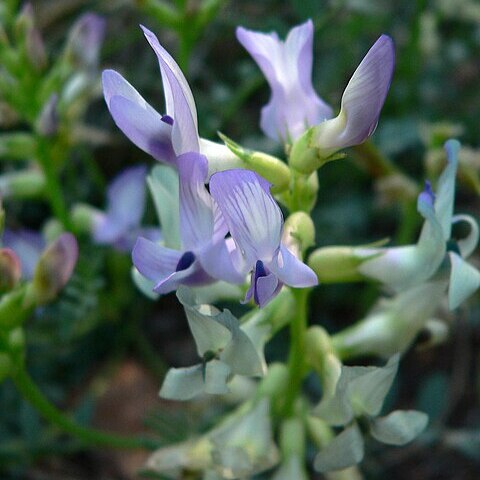 Astragalus beckwithii var. purpureus unspecified picture