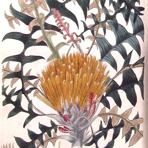 Banksia alliacea unspecified picture