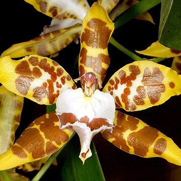 Oncidium spectatissimum unspecified picture