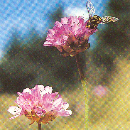 Armeria maritima subsp. halleri unspecified picture