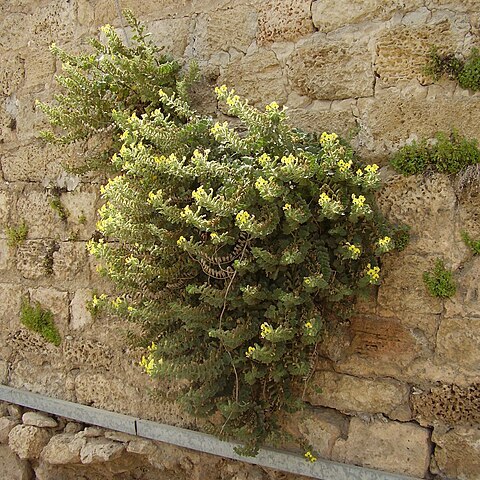 Hyoscyamus aureus unspecified picture