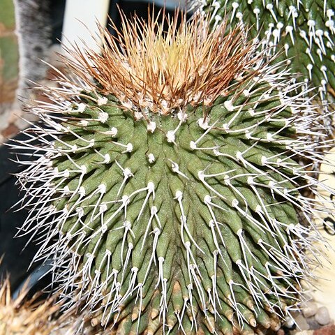 Uebelmannia gummifera unspecified picture