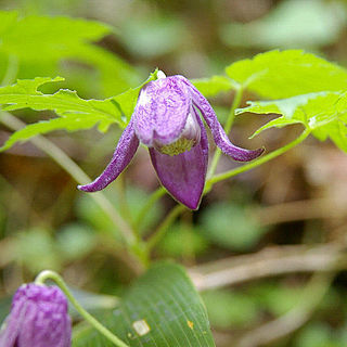 Clematis alpina subsp. ochotensis unspecified picture