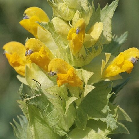 Rhinanthus serotinus unspecified picture