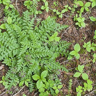 Pedicularis dudleyi unspecified picture