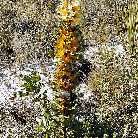 Hakea victoria unspecified picture