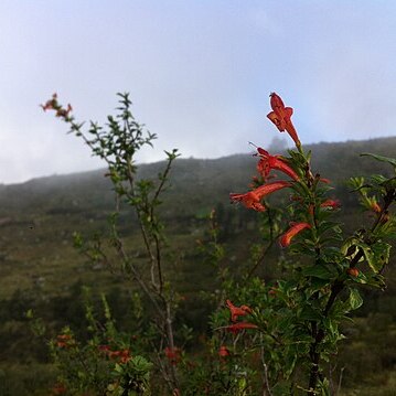 Clinopodium speciosum unspecified picture