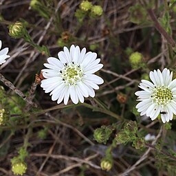 Hemizonia congesta subsp. luzulifolia unspecified picture