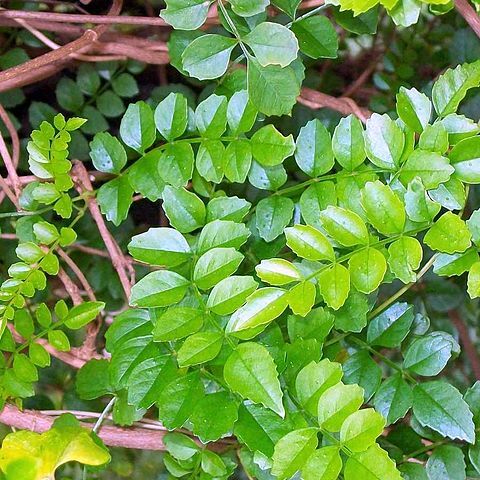 Pandorea pandorana subsp. austrocaledonica unspecified picture