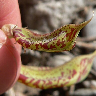 Astragalus beckwithii var. purpureus unspecified picture