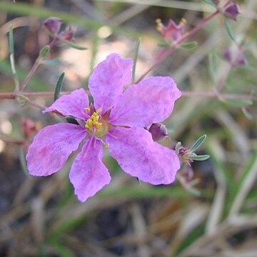 Diplusodon virgatus unspecified picture