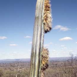 Pilosocereus occultiflorus unspecified picture