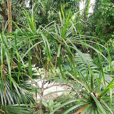 Pandanus multispicatus unspecified picture