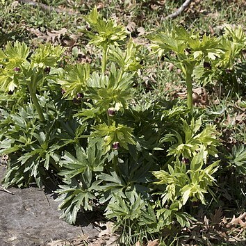 Helleborus vesicarius unspecified picture