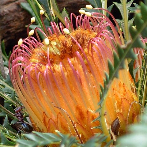 Banksia nivea unspecified picture