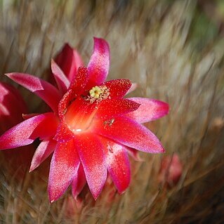 Matucana haynei subsp. herzogiana unspecified picture