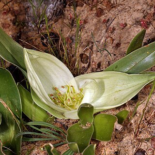 Colchicum capense subsp. ciliolatum unspecified picture