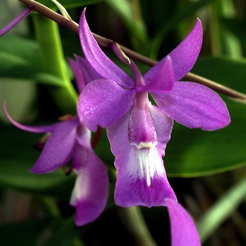 Barkeria lindleyana subsp. vanneriana unspecified picture