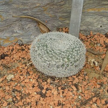 Mammillaria perbella unspecified picture