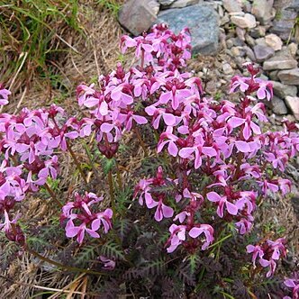 Pedicularis chamissonis unspecified picture