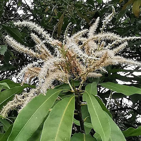 Lithocarpus hancei unspecified picture