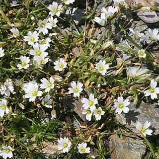 Cerastium cerastoides unspecified picture