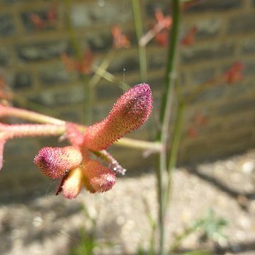 Anigozanthos rufus unspecified picture