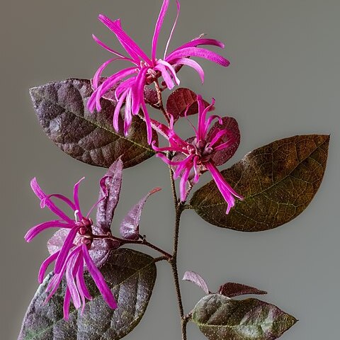 Loropetalum chinense unspecified picture