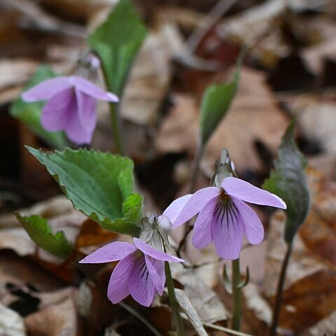 Viola rossii unspecified picture