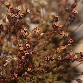 Tortula lanceola unspecified picture