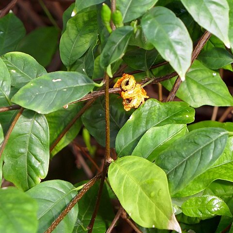 Turraea heterophylla unspecified picture