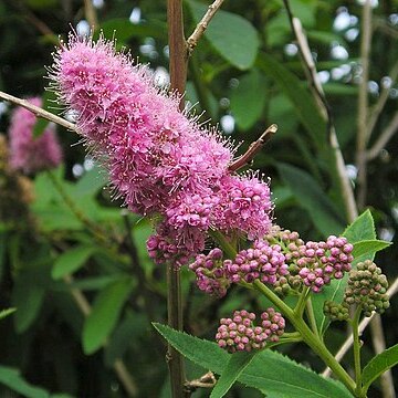 Spiraea x pseudosalicifolia unspecified picture