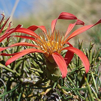 Mutisia subulata f. rosmarinifolia unspecified picture