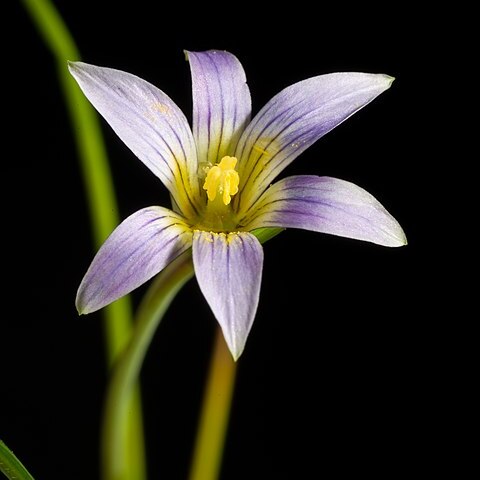 Romulea gigantea unspecified picture