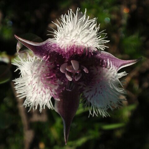 Calochortus elegans var. nanus unspecified picture